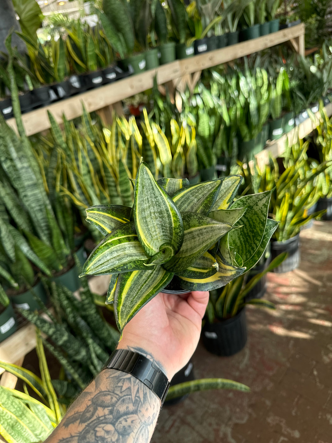 sansevieria star power Sansevieria Starpower – Jordan's Jungle