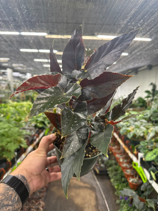 Angel Wing Begonia 'Torch'