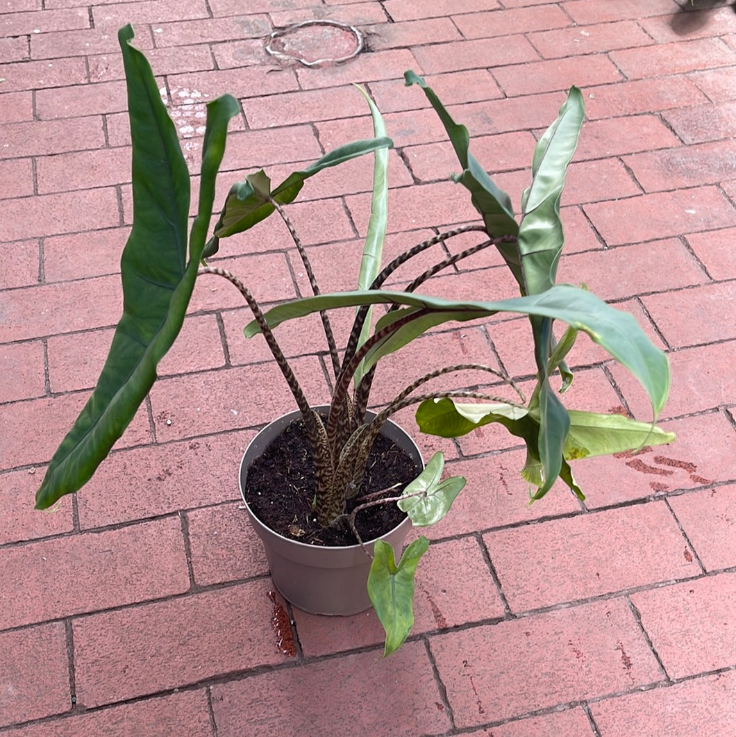 Alocasia Jungle Cat