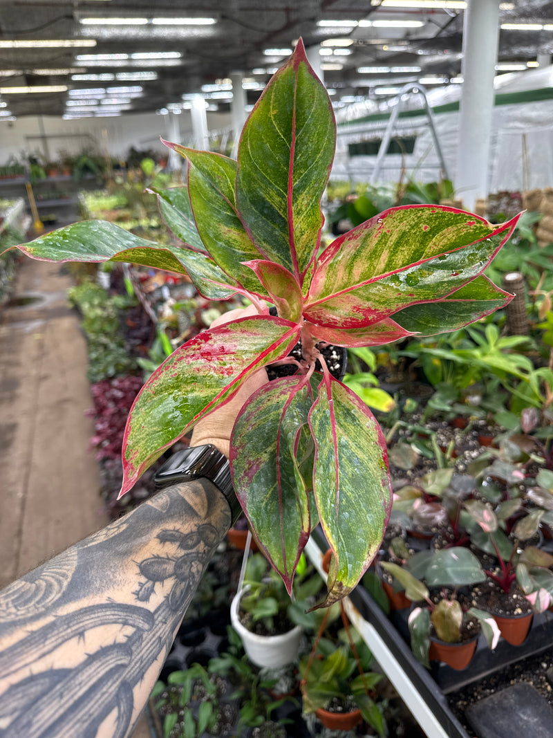 aglaonema ruby jazz Star Shining Chinese Evergreen Plant - Aglaonema - Low Light