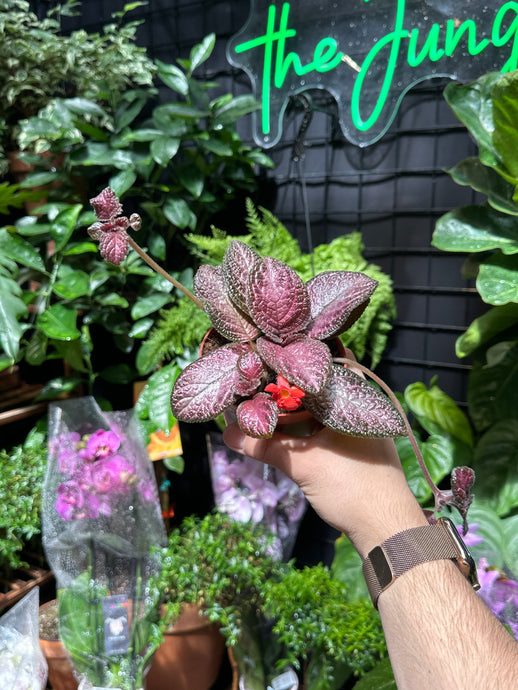 Episcia Purple Rain