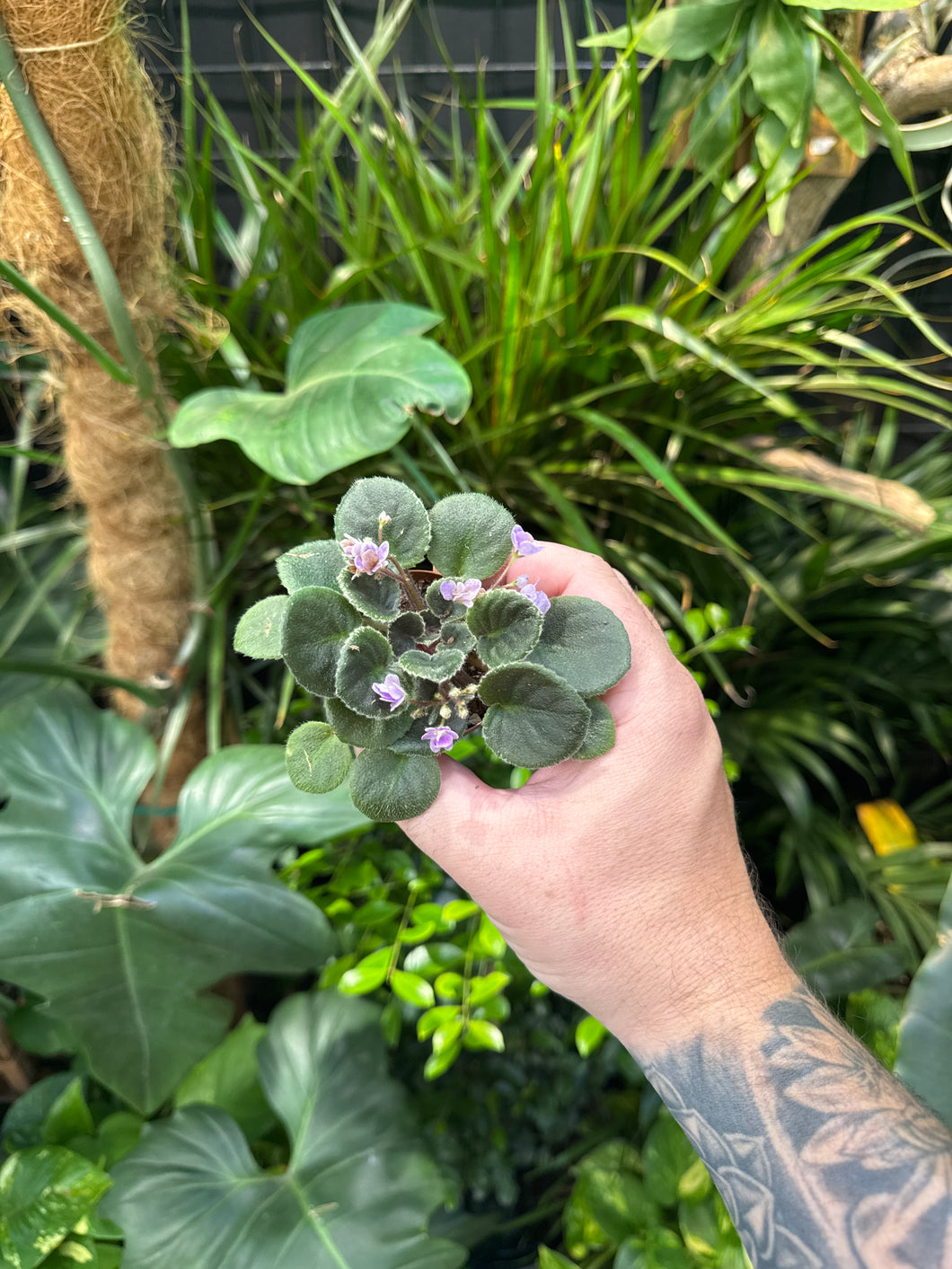 African Violet ‘Precious Lavender’