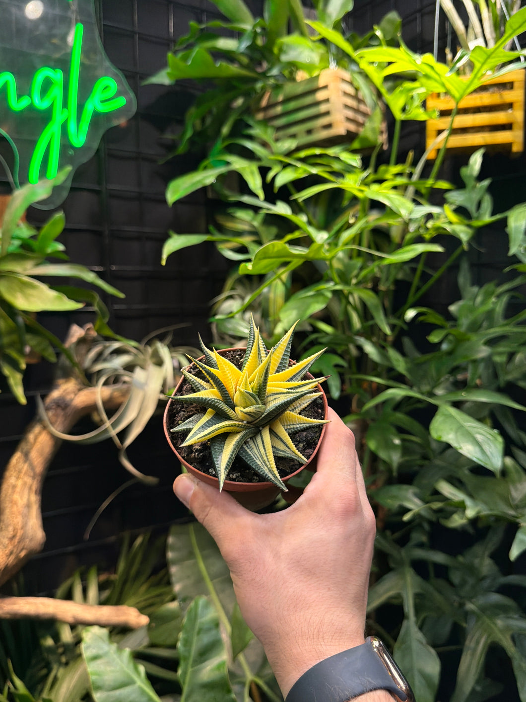 Haworthia Limifolia Variegata