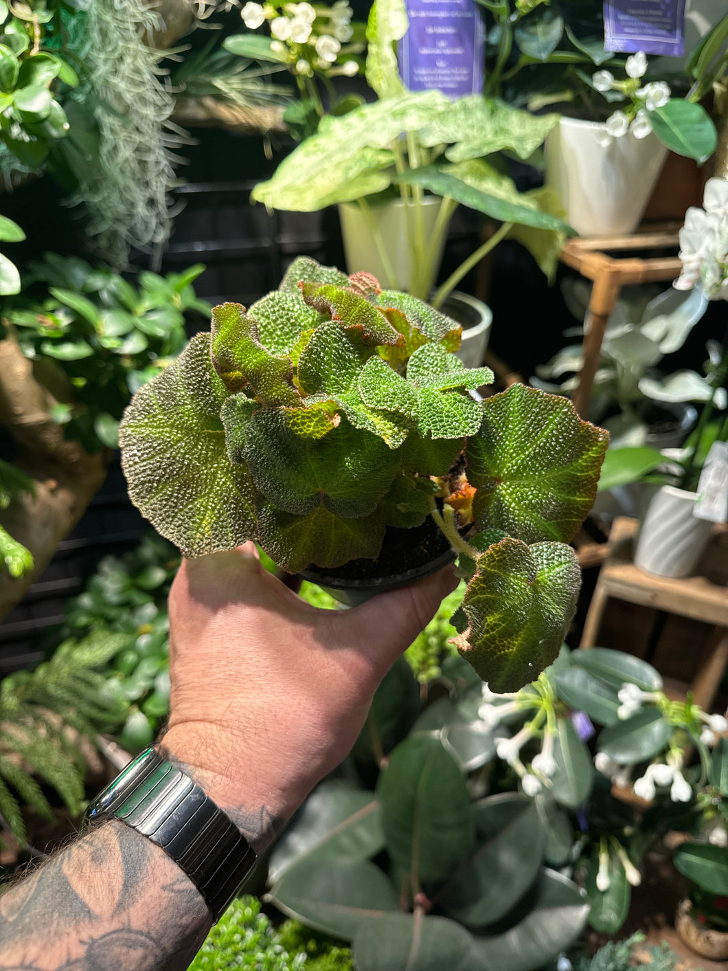 Begonia Soli Mutata