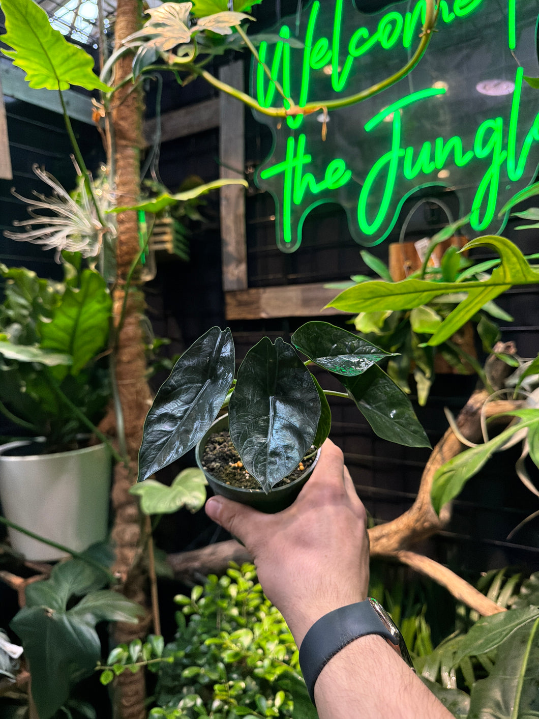 Alocasia 'Green Unicorn'