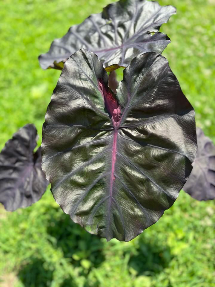 Colocasia Redemption