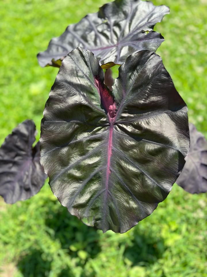 royal purple elephant ear plant Colocasia Redemption – Jordan's Jungle