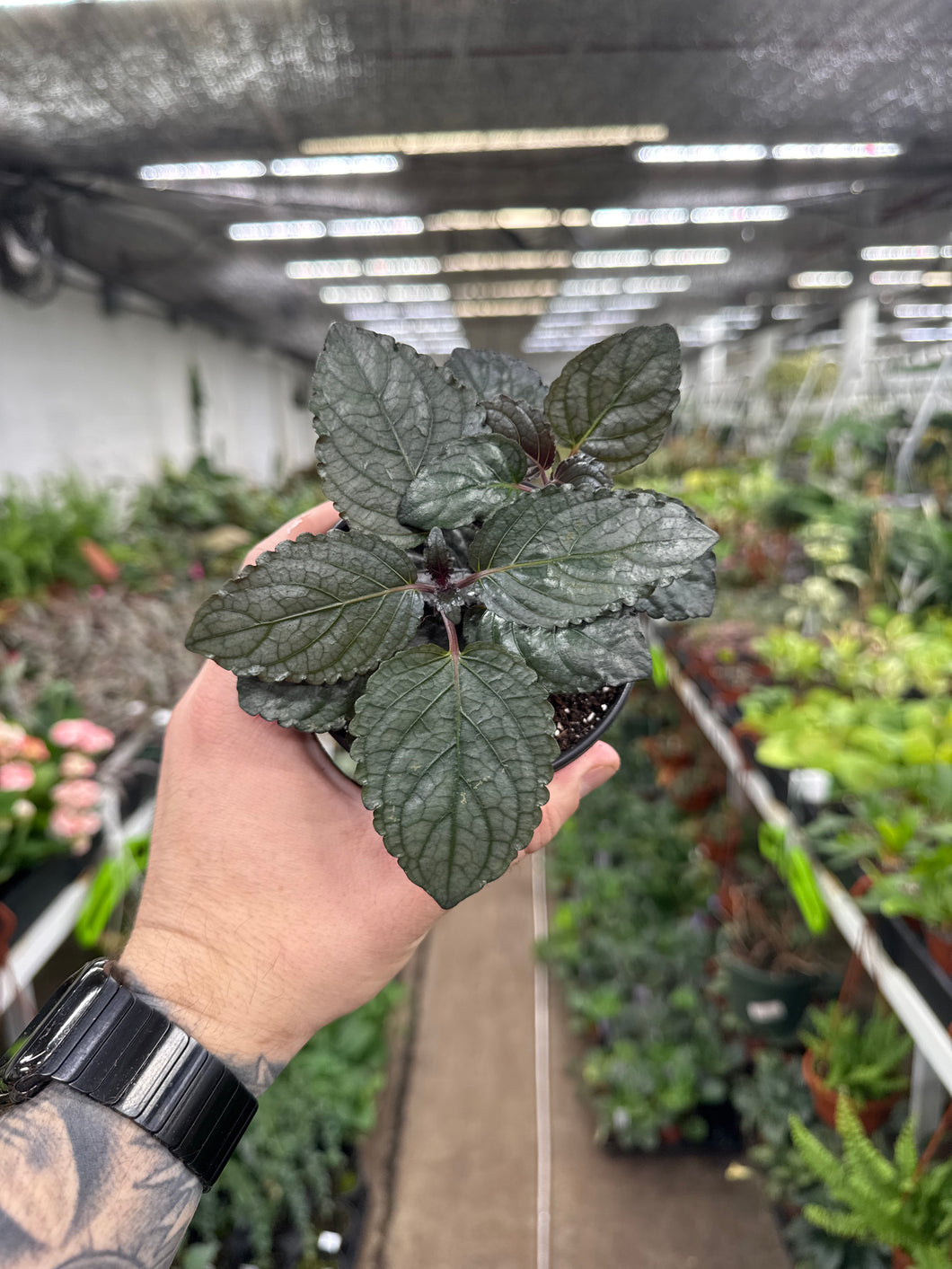 Hemigraphis 'Silver Waffle'