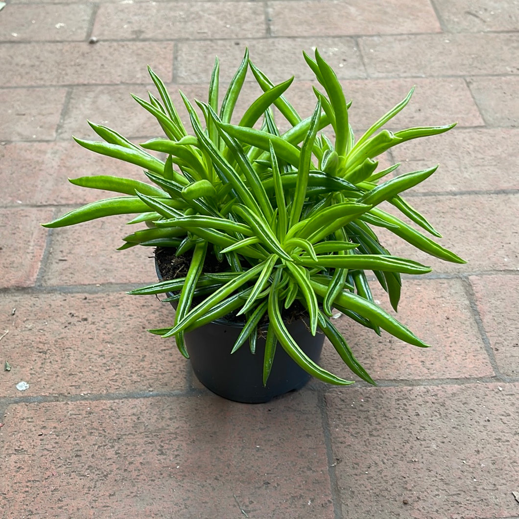 Peperomia Nevada (Happy Bean)