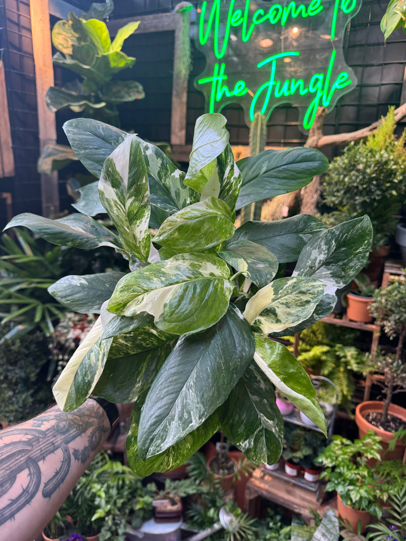 Monstera lechleriana albo variegata – Jordan's Jungle