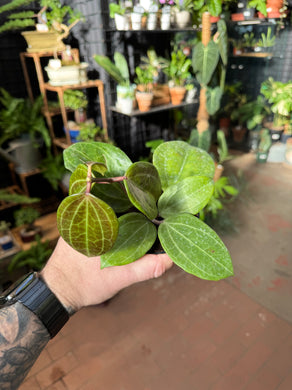 Hoya latifolia 'Sarawak'