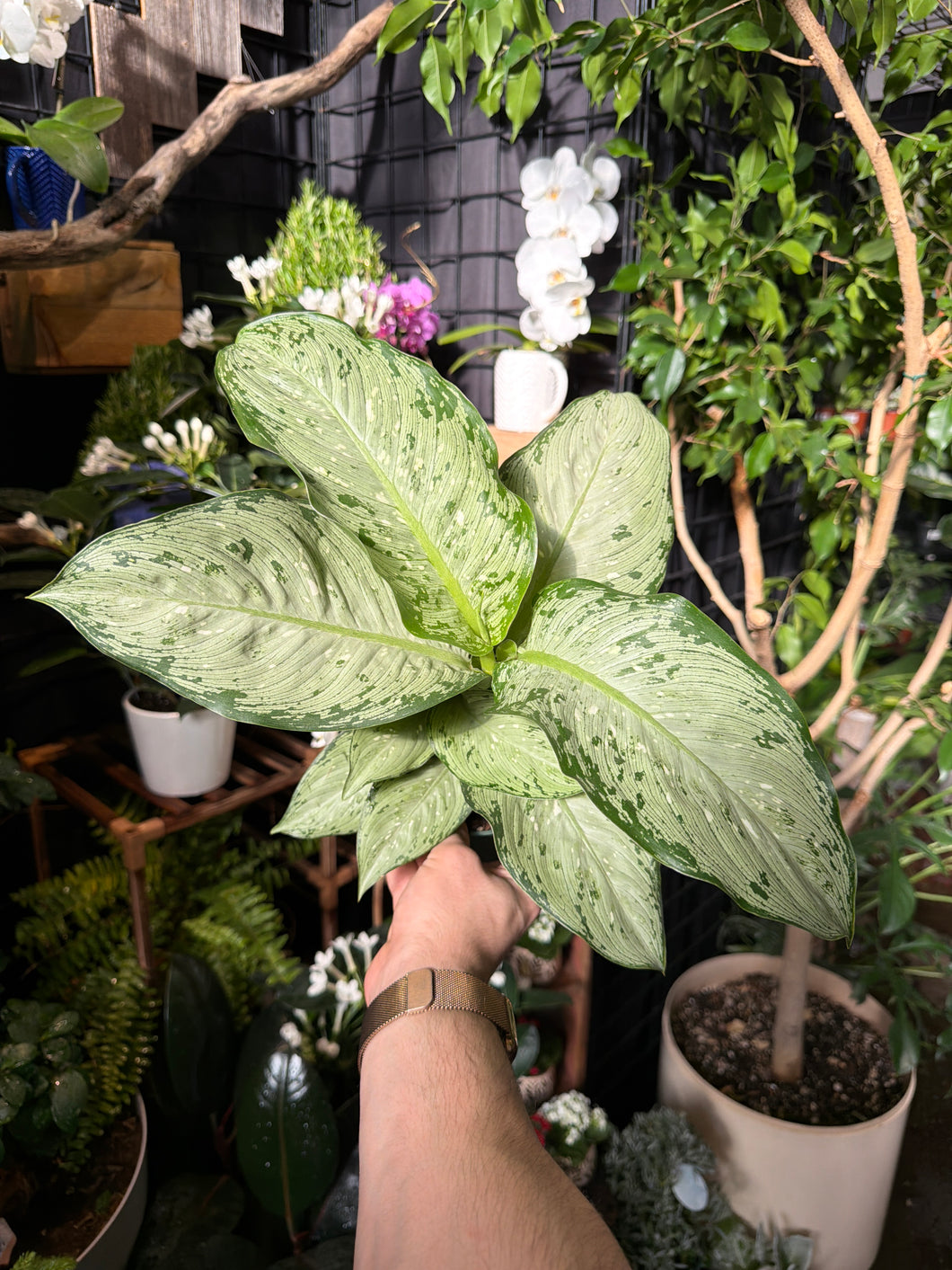 Dieffenbachia 'Snow'