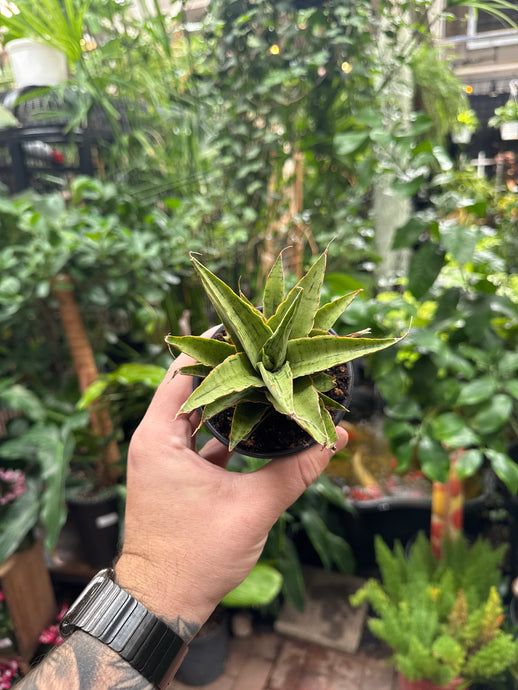 Sansevieria 'Snowflake'