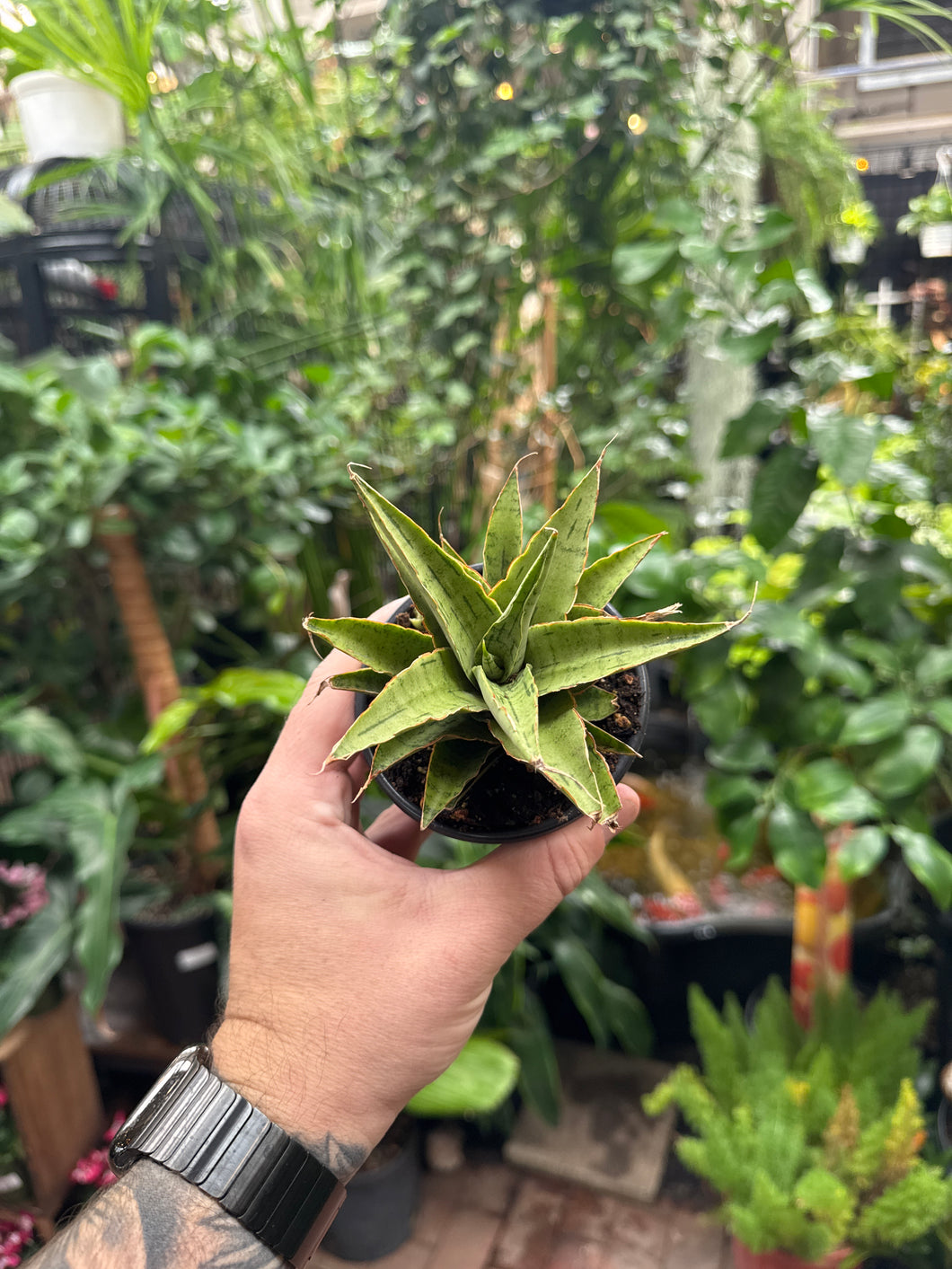 sansevieria cordova x downsii Sansevieria 'Snowflake'
