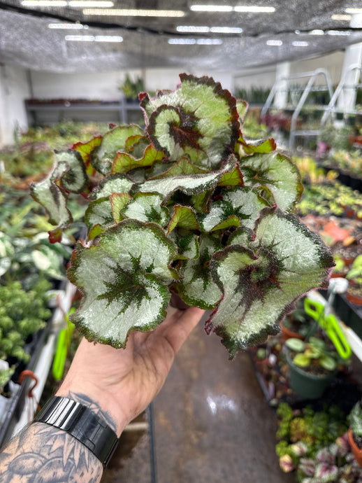 Begonia Rex 'Escargot'