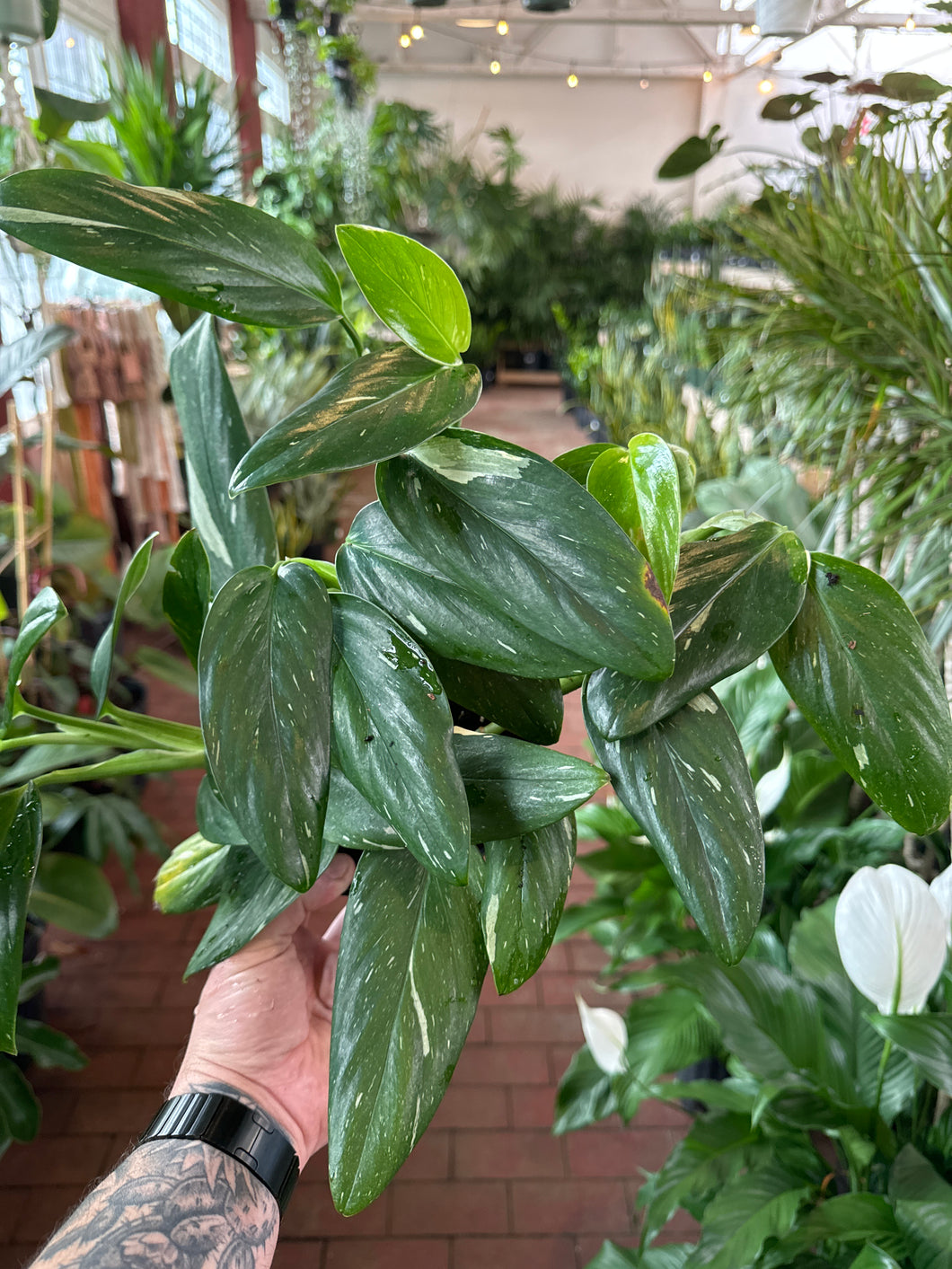 Monstera Standleyana Albo Variegata