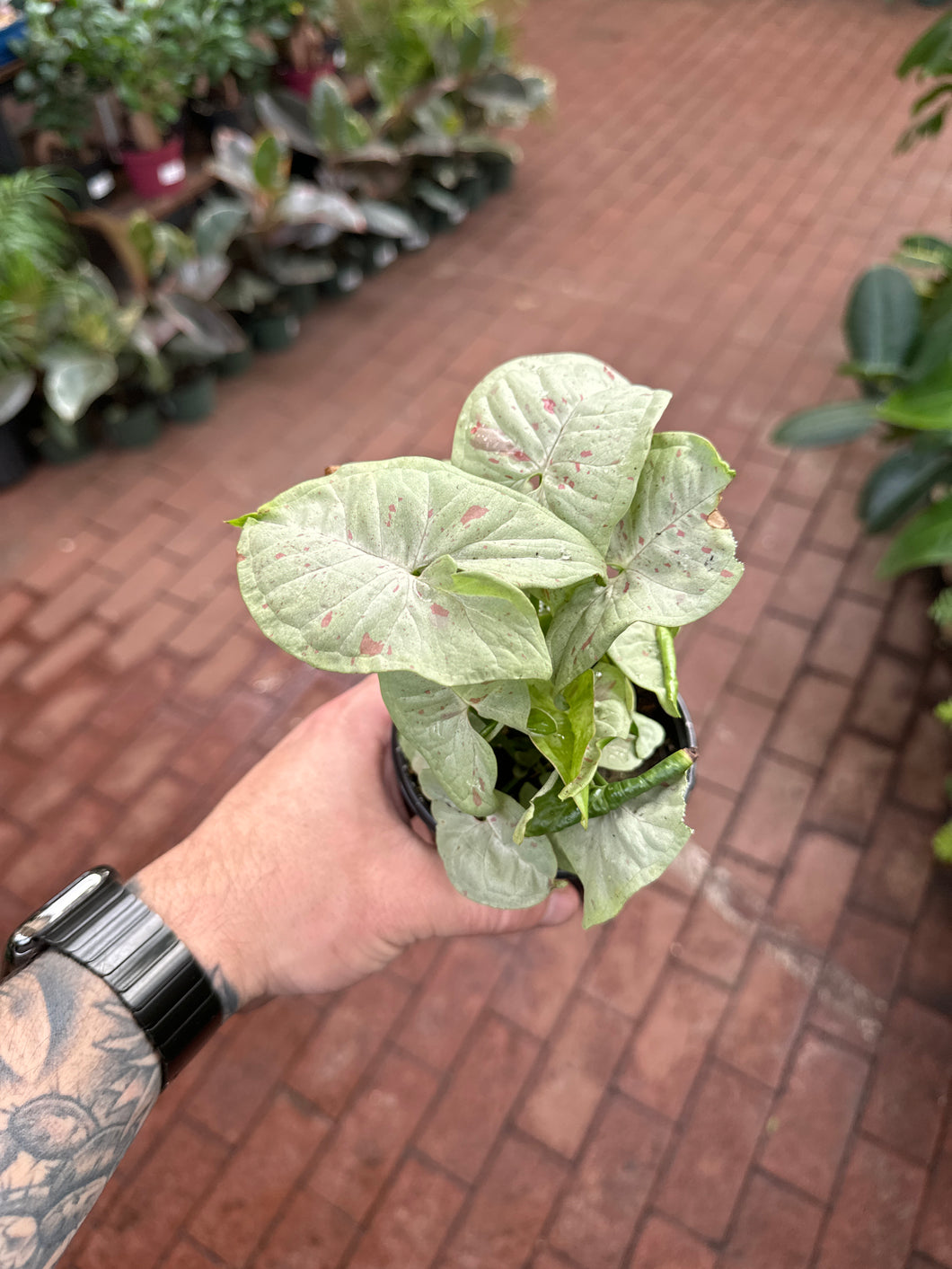 Syngonium Milk Confetti