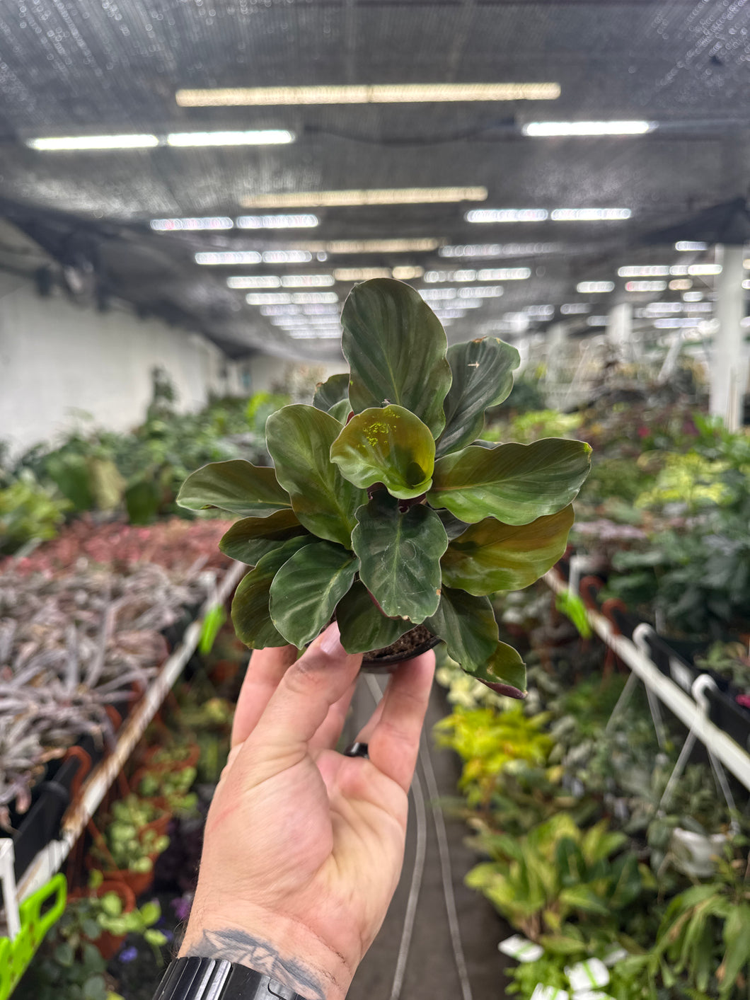Calathea crocata – Jordan's Jungle