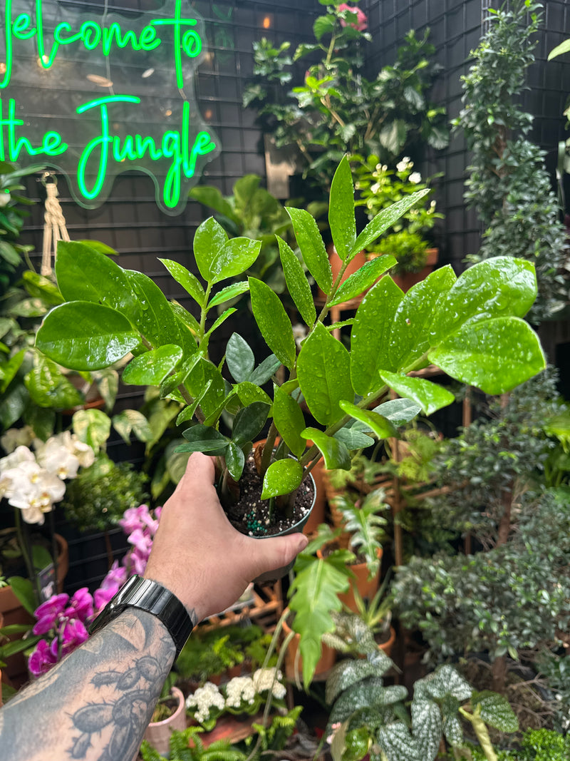 jonny sun zz plant Zamioculcas Zamiifolia