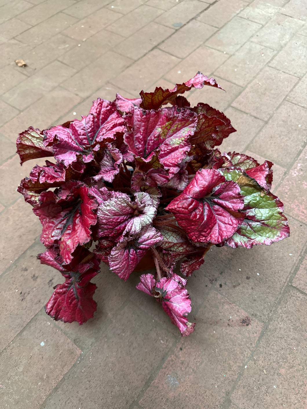 Rex Begonia ‘Jurassic Heartbeat’