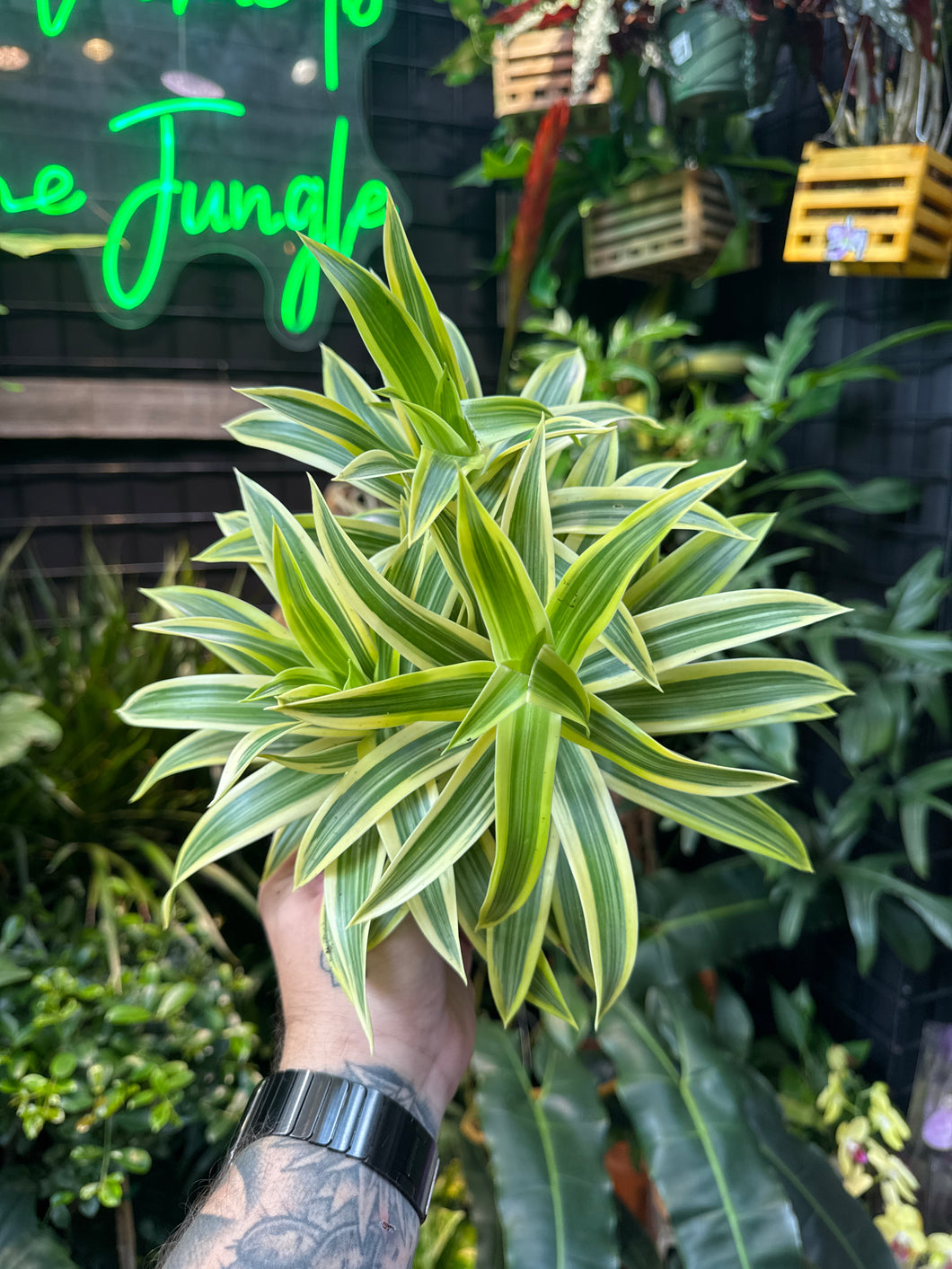 Pleomele 'Song of India'