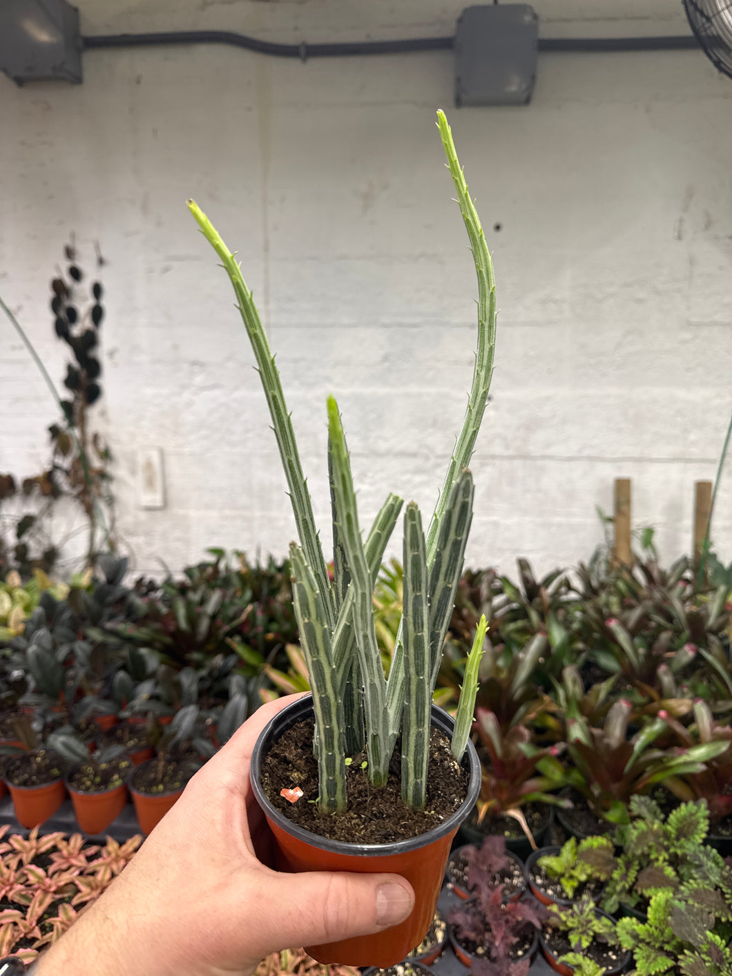 Senecio Stapeliformis