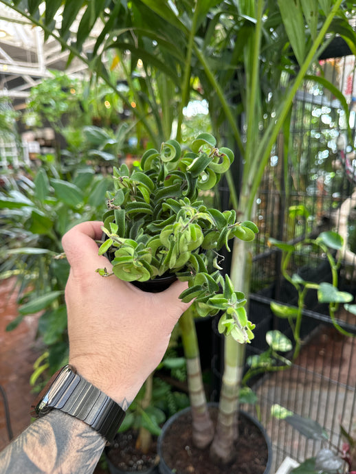 Aeschynanthus radicans 'Twister'