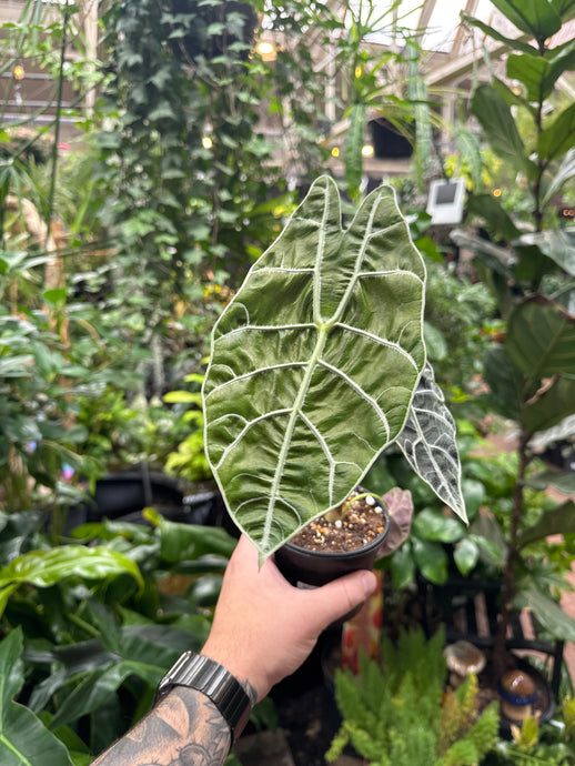 Alocasia watsoniana 'Big Type'