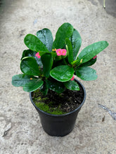 Euphorbia Milii ‘Gundula’