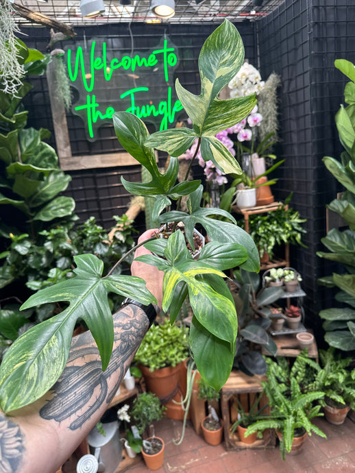 Philodendron Florida Beauty Variegated