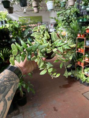 Aeschynanthus 'Bolero' Bicolor