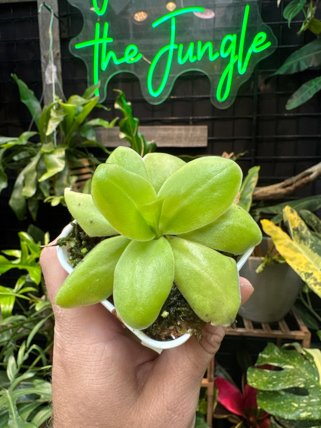 Pinguicula gigantea alba x 'Huanhuapan'