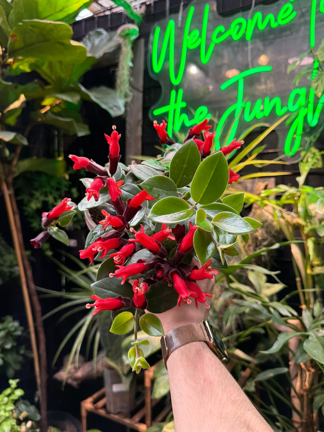 Aeschynanthus obconicus 'Mona Lisa' (Lipstick Plant)