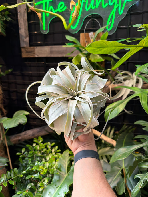 Xerographica