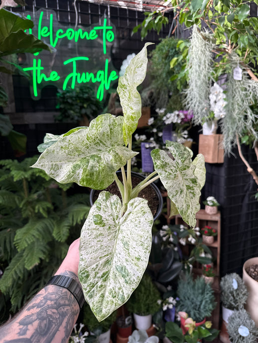 Alocasia Macrorrhiza 'Blizzard'