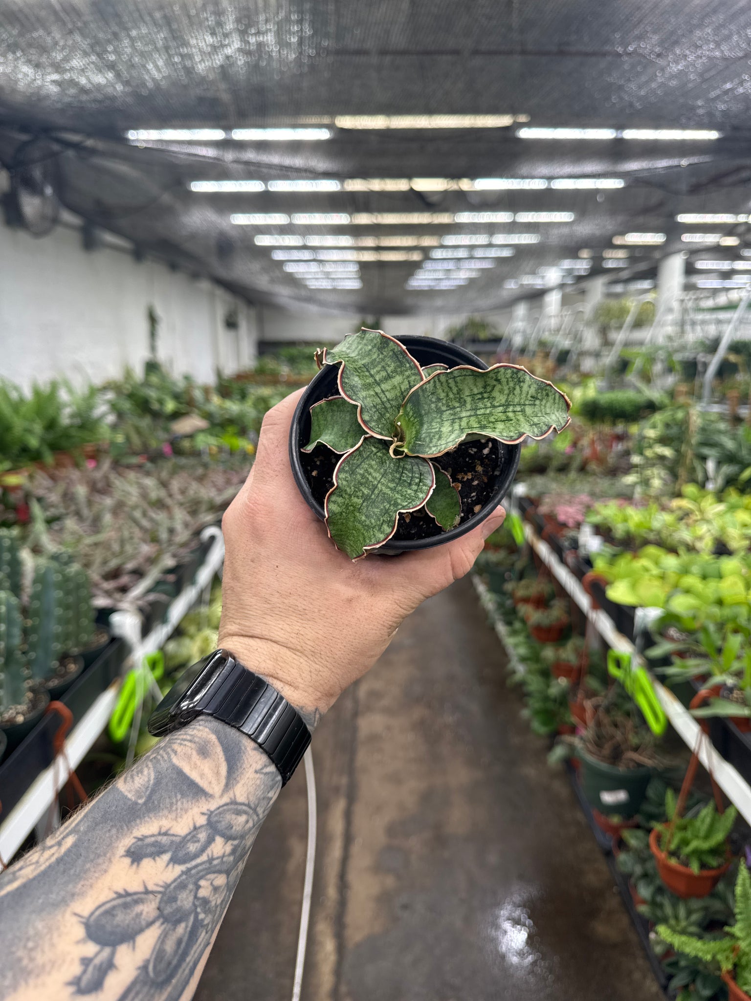 Sansevieria kirkii 'Silver Blue'