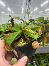 Nepenthes dactylifera (Small)
