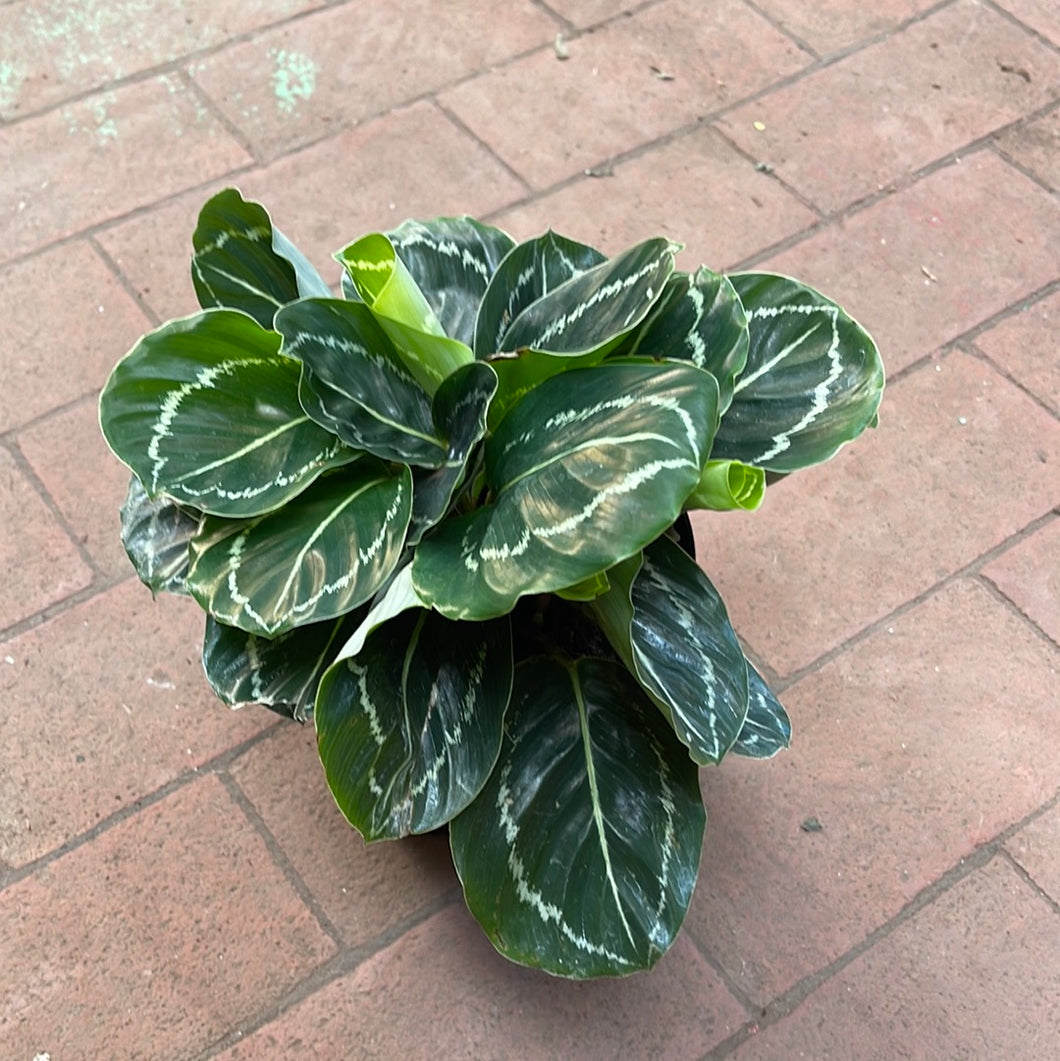 Calathea Green Beauty