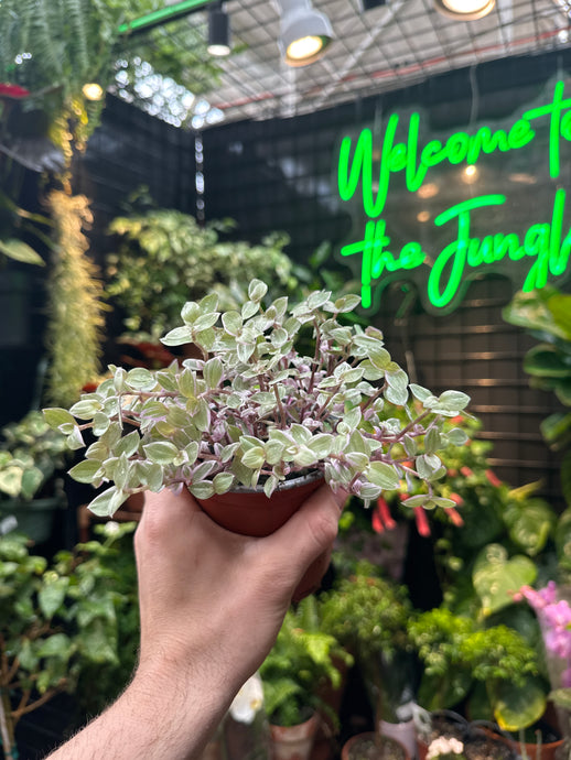 Callisia 'Pink Lady'