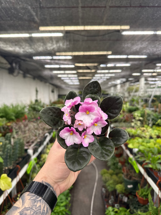 African Violet 'Rhapsodie Angelica'