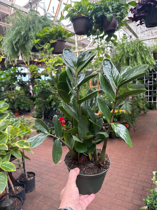 Zamioculcas Zamiifolia (ZZ) 'Lucky'
