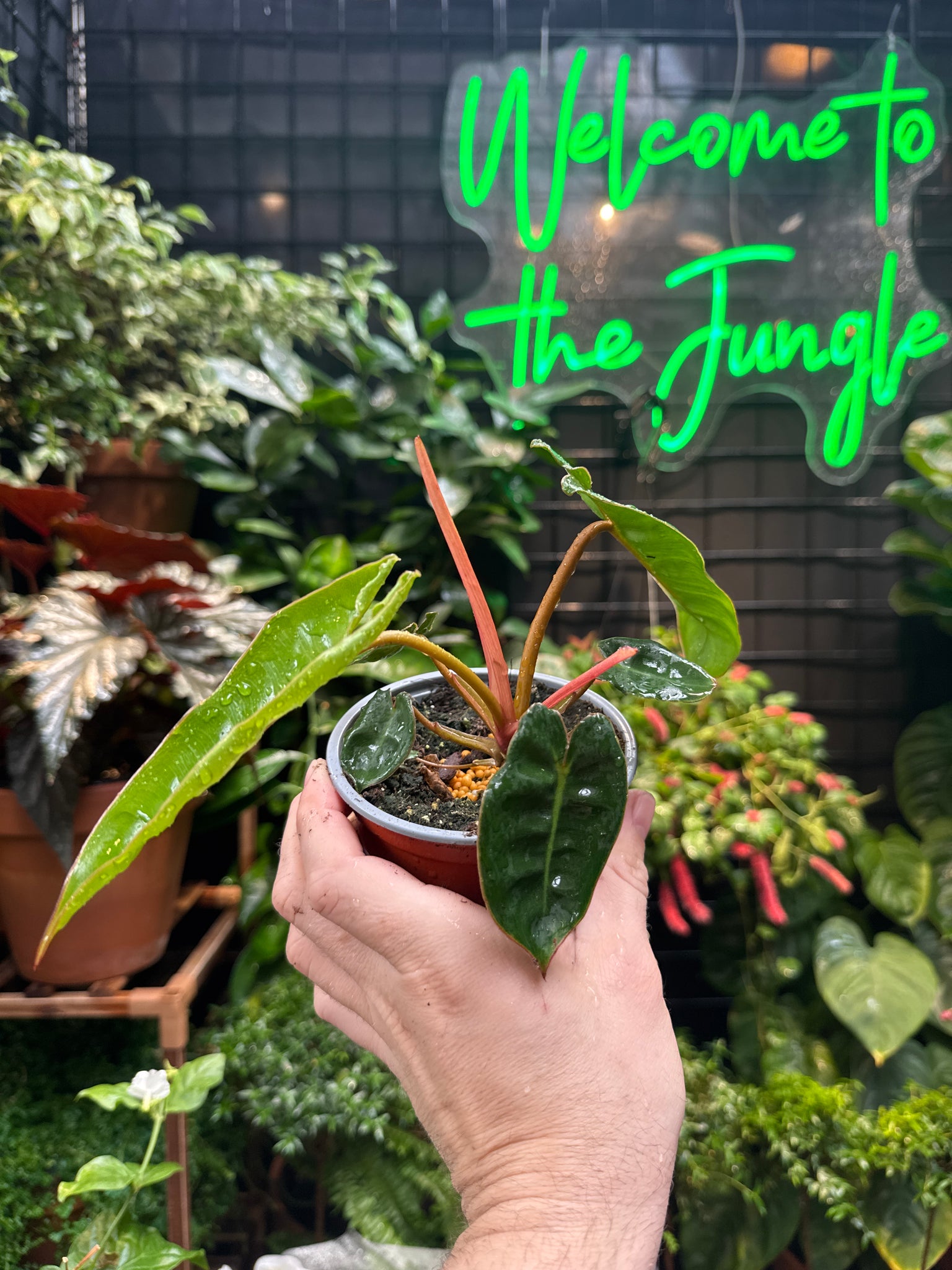 Philodendron Billietiae - Thumbnail 2