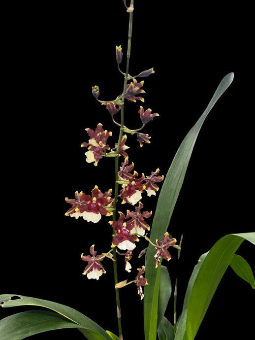 Oncicidum Aka Baby 'Raspberry Chocolate'