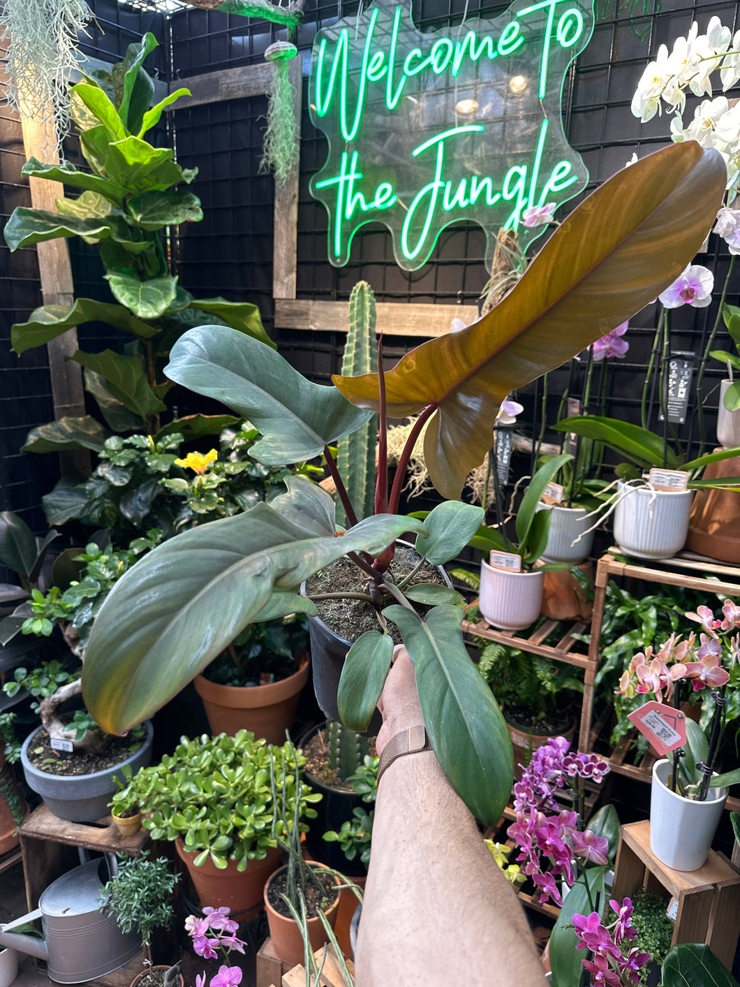 florida bronze philodendron Philodendron Florida Bronze