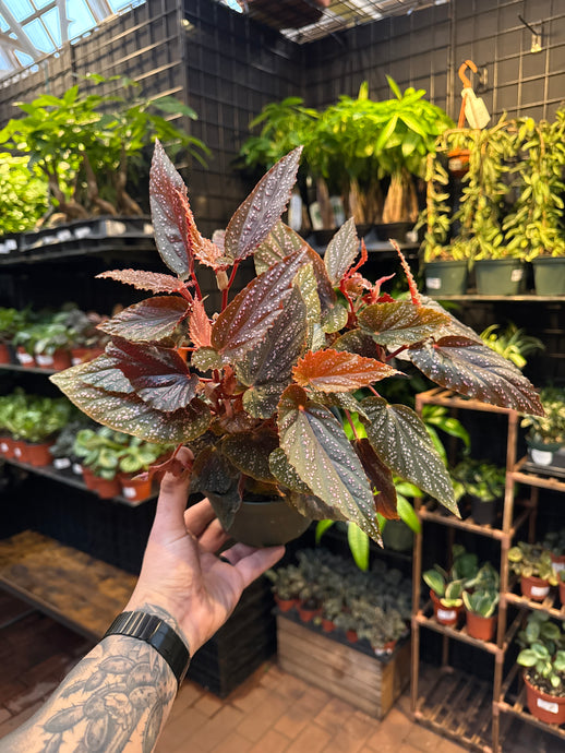 Begonia 'Benigo Pink'