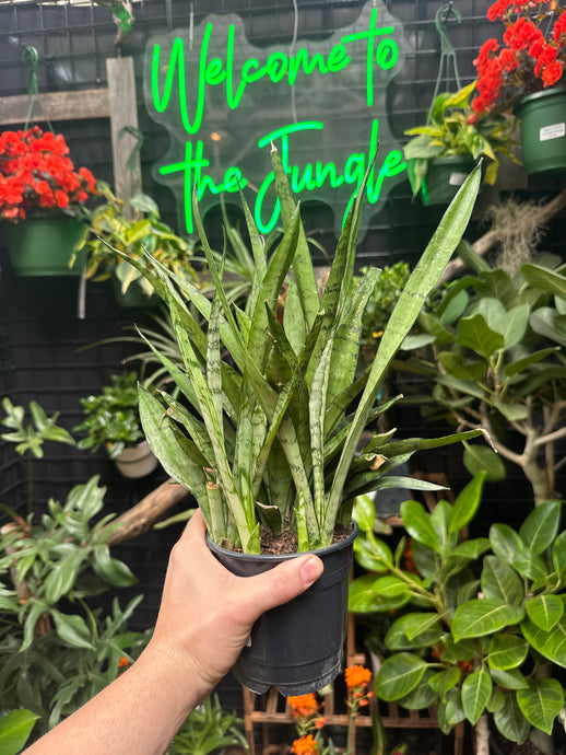 Sansevieria 'Silver Streak'