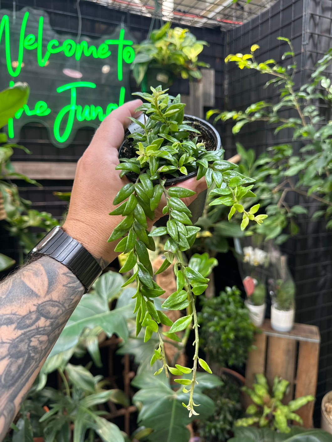 Aeschynanthus japhrolepis (Lipstick Plant)