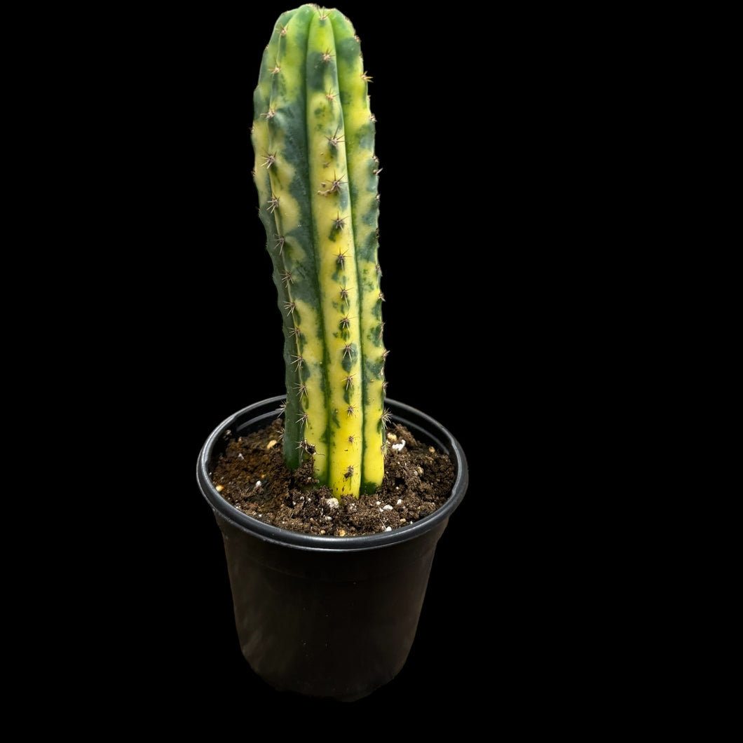 san pedro cactus trichocereus Variegated Trichocereus pachanoi (San Pedro) – Jordan's Jungle