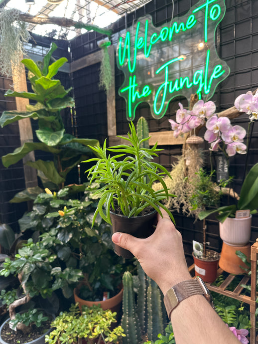 Peperomia Nevada (Happy Bean)