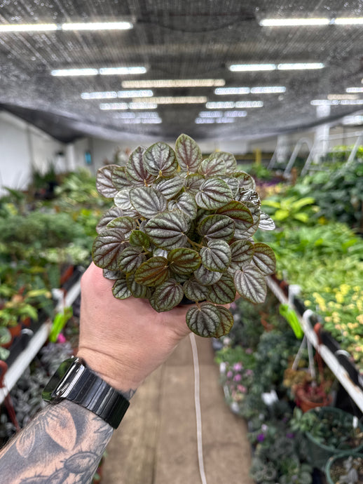 Peperomia Piccolo Banda